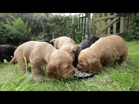 Cocker Spaniel Puppies | 5 Weeks Old