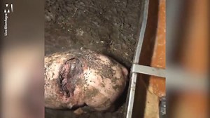 Pigs eating each other alive at 'high welfare farm'