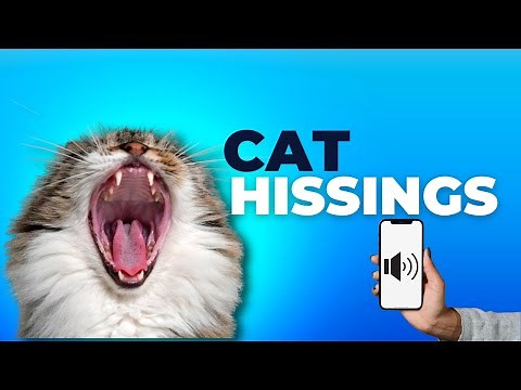 Cat Hissing and Growling Sound effects to get your Cat's Attention