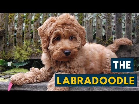 Labradoodle: Your Guide To This Cute Labrador Poodle Mix!