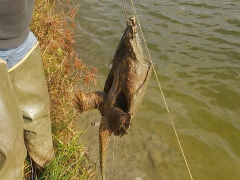 Catching Turtles In A Farm Pond