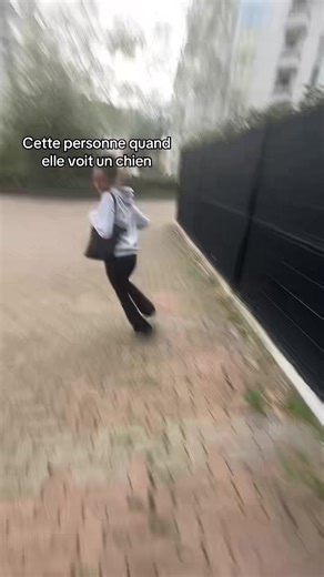 Pourquoi tu fais ça ? Un moment drôle avec un chien