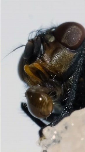 How does a fly eat?