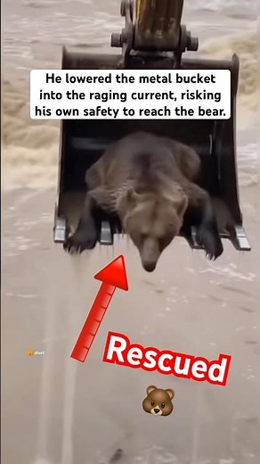 Heroic Excavator Driver Rescues Bear From a Raging Flood #bearrescue #wildliferescue #excavator
