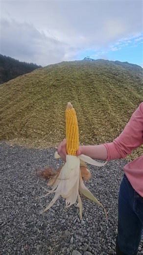 Chopping Corn Silage for 2025: A Farming Overview