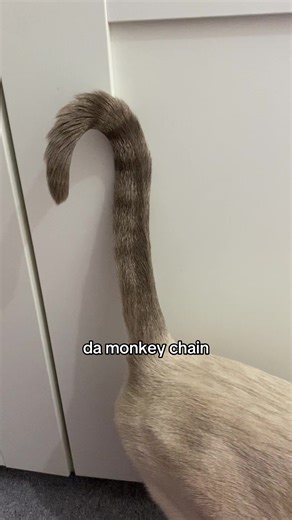 Funny Cat Moments Featuring Ivy the Monkey Cat