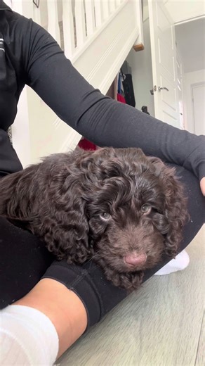 Welcoming Our New Cockapoo Puppy Home