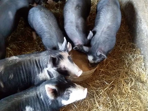Best Feed For Raising Pigs (Including A Handy Chart) | Family Farm Livestock