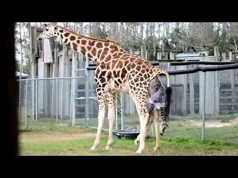 Giraffes Giving Birth at Zoo