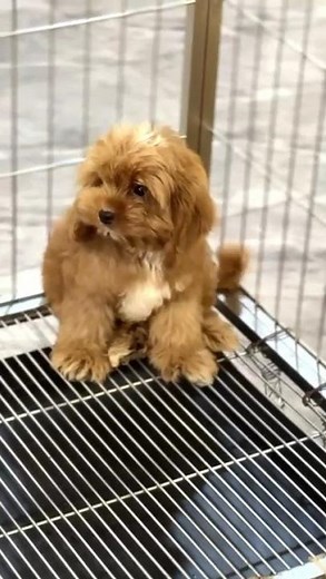 Cavalier King Charles Spaniel + Poodle Puppy For Adoption - 11 Months, Cavapoo (Penfold) F..
