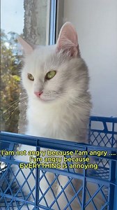 Angry Cat Meme - She's Mad at Everything #catvideo #funnycat