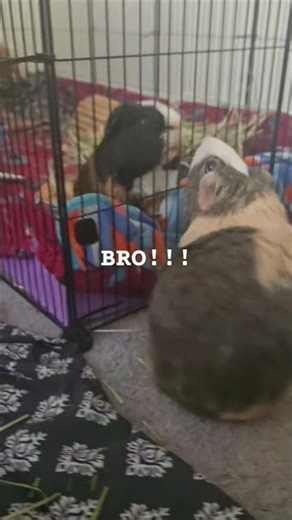 Do you get this excited to see someone?#shorts