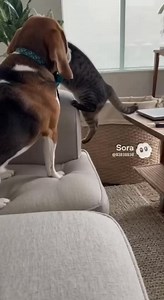 2.2K views · 106 reactions | Angry dog  | Homeless Dogs | Facebook