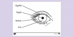 Diagram Of the Eye Front View Colouring Sheet
