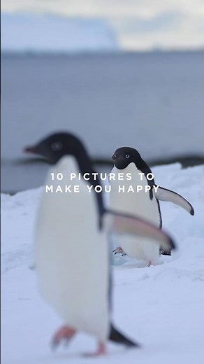 10 Pictures to Make you Happy — Adelie Penguins