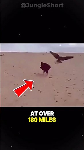 How Hawks Break The Necks of Their Prey!