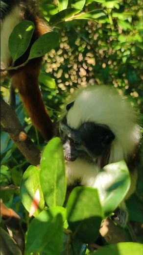 Cotton-Top Tamarin: The Tiny Monkey with a Big Personality #CottonTopTamarin #WildlifeFacts