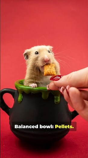 What do hamsters eat? Basic feeding guide. #pets #animals #hamster