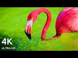 Animals & Wildlife 4K ULTRA HD 🐦Beautiful Nature With Beautiful Piano Music, Relaxing Music