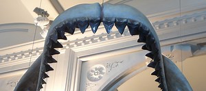 Megalodon Teeth from South Carolina, USA - Natural History Curiosities