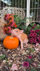 Spooky cute! Available male #charmingminipigs #pumpkin #piglets | Charming Mini Pigs
