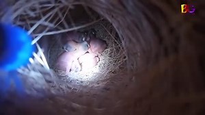31K views · 603 reactions | Java finch ki breed agai 拾朗 | #viral #trend #short #reels #fb #video #lovebirds #java #breeding #birds #animal #facebookreelsvideo | Fun Corner | Facebook