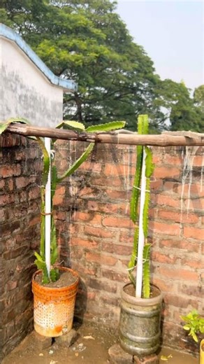 How to care Dragon Fruit Plant