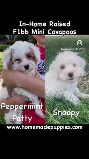 F1bb Mini Cavapoos 10 lbs at maturity https://www.homemadepuppies.com/breeds/cavapoo