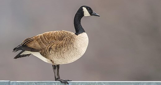Canada Goose Sounds, All About Birds, Cornell Lab of Ornithology