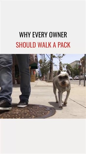 50K views · 879 reactions | Walking one dog is practice. Walking a pack teaches true leadership. Calm energy makes the pack follow. Would you try a pack walk? Caminar con un perro es práctica. Caminar con una manada enseña el verdadero liderazgo. La energía de calma hace que la manada te siga. ¿Te animarías a una caminata en manada? | Cesar Millan | Facebook