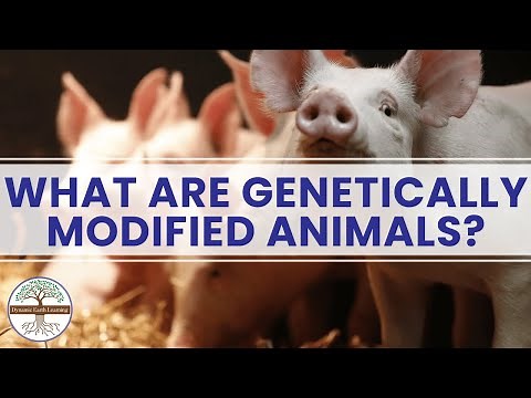 What Are Genetically Modified Animals? Dynamic Earth Learning