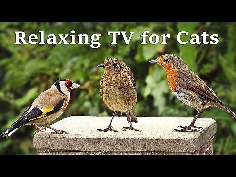 Calming TV for Cats : Cat TV - My Garden Birds - Relaxing Nature Music for Cats to Sleep