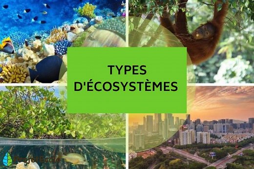 23 types d'écosystèmes - Définition, classification et exemples