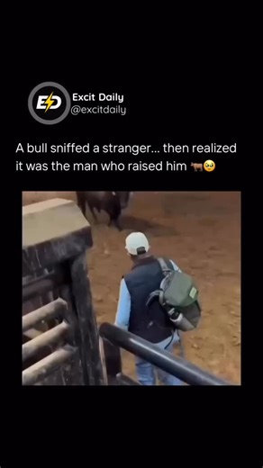 Excitdaily on Instagram: "This short video shows a bull cautiously approaching a man, pausing to sniff before gently nuzzling him in recognition. The calm exchange reveals a bond built over years—the animal relaxes, leans in, and responds with affection toward the person who has cared for him since he was young. The moment stands in stark contrast to bullfighting, where animals are subjected to stress and injury. Research on bovine cognition supports what’s visible here: cattle can recognize fam