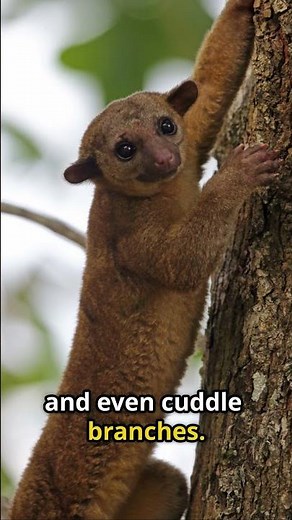 Kinkajous Are The REAL Honey Bears of the Forest