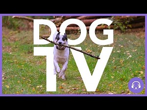 DOG TV - ULTIMATE TV FOR DOGS | ENTERTAINMENT FOR DOGS TO WATCH