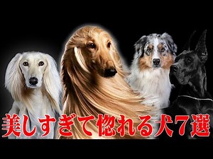 【息を呑む美しさ】出会ったら見惚れる美しい犬7選