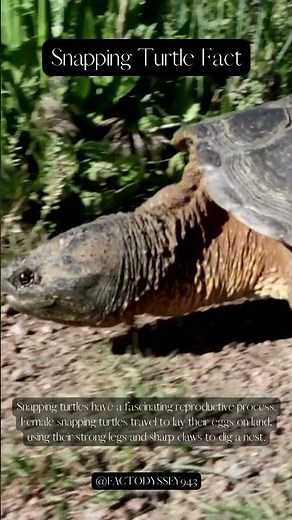 Life Cycle of Snapping Turtles Nesting, Hatching, and Survival