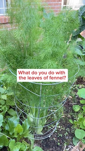 16K views · 169 reactions | Fried fennel leaves with eggs. just simple ingredients and only take 3 minutes to cook. The ingredients; A handful of fennel leaves (chop), 3 eggs, 1tsp Sugar, 1tsp Soy Sauce, oil, and a pinch of salt. Mixing together and fry for 3 minutes. Enjoy!! #homegrown #foodlover #veggies #eggs #homecooking #viralreelsシ | Growwithnith | Facebook