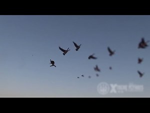 Hunting Canada Goose - Xtreme Flyways