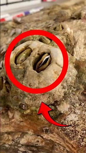 Massive Sea Turtle Begging to Remove Barnacle 🐢 #turtle #sea #ocean #wildlife #rescue #shorts