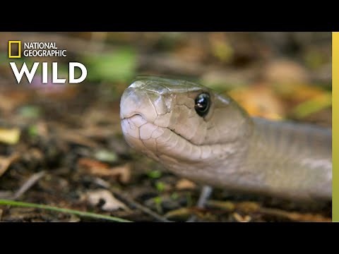 Catching the Deadly Black Mamba | These Snakes Can Kill You
