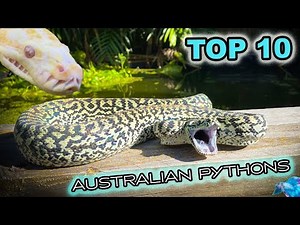 Ten Awesome Australian Pet Pythons! 🪱🎉