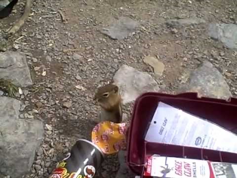 How to catch a chipmunk!