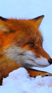 1.3M views · 115K reactions | Animal Planet TV on Reels | Facebook