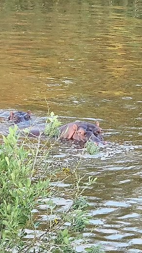 Witness a fascinating sighting of hippos making honk sounds in a tranquil waterhole, while a pair of Lesser Masked Weavers perches on a nearby tree branch. In this enchanting video, immerse yourself in the symphony of sounds produced by these incredible creatures, as they communicate and interact with each other in their natural habitat. Hippos are known for their noisy nature, producing a wide range of rubbery grunts, groans, squeals, trumpeting bellows, and wheezy breathing sounds. Hippo calls
