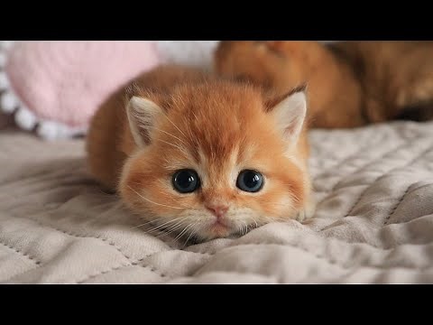 Once upon a time there was one cutest kitten... 💕