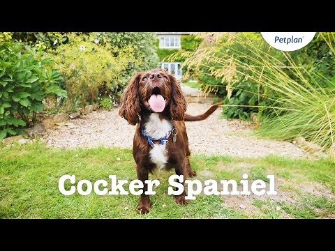 Cocker Spaniel Puppies & Dogs | Breed Facts & Information | Petplan