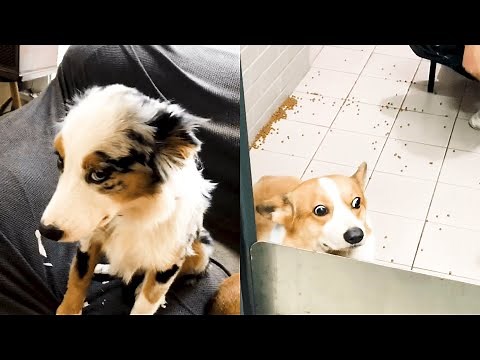 Funny Guilty Dog Videos Compilation 2019