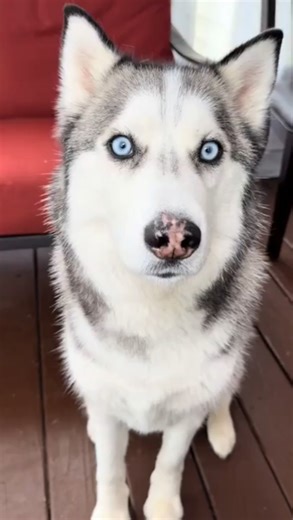 Husky Speaks PERFECT ENGLISH! (So Amazing) #siberianhusky #talkinghusky #funnydogs #dogs
